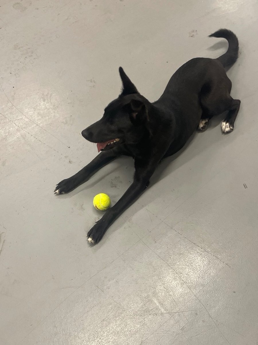 Missing this furry friend? 🐕 She was found this morning in the Dublin Methodist Hospital parking lot. If you are her guardian or know who is, please call Dublin Police at 614.889.1112.