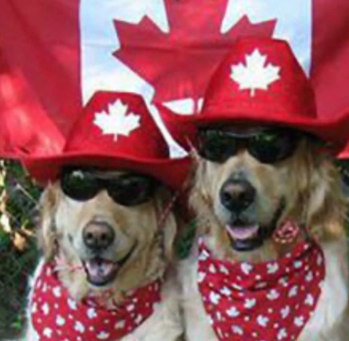 LisaThompsonPC's tweet photo. Here are some fun 🇨🇦#CanadaDay 🇨🇦 scenes that caught my eye today!! Hope you had a good day celebrating our #TrueNorth #ProudAndFree ! https://t.co/gtLY6q8098