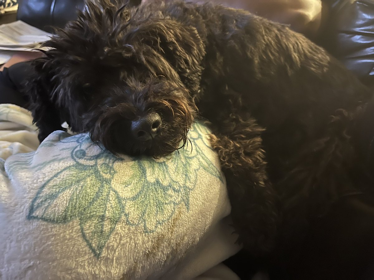 gabbyhottiehive's tweet photo. Ruby get off of MY mother!!! #doghive https://t.co/VPon6tH9pM