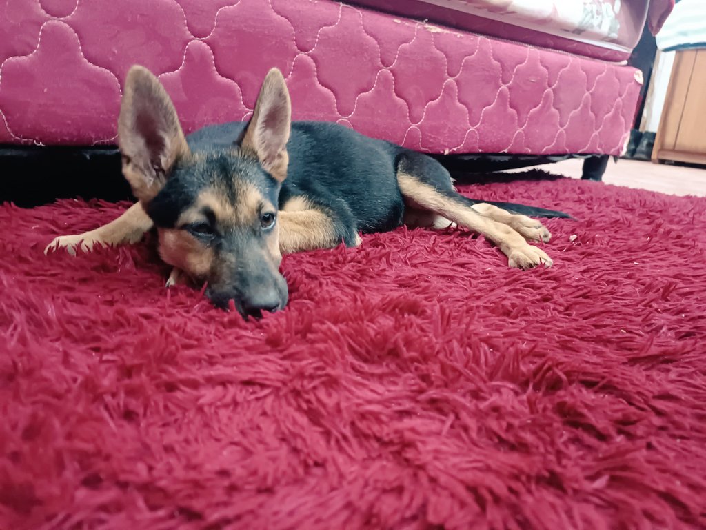 CON RUEGO DE DIFUSIÓN ❗❗❗
Gente a mí prima se le extravío su perrita en el barrio cañadita de Ñemby, cualquier información pueden mandar un mensaje al 0971 194598.