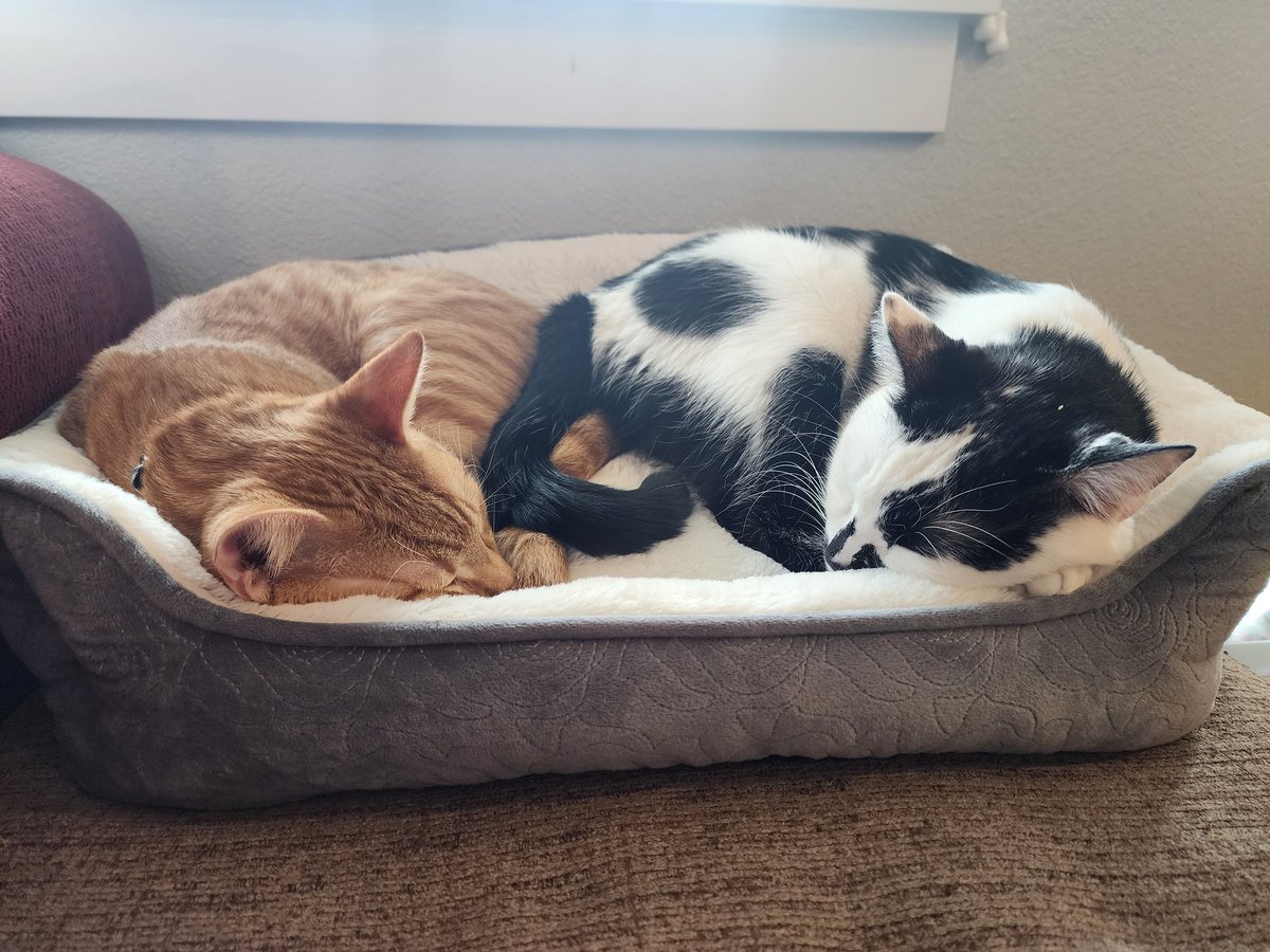 PawsitivelyPaw3's tweet photo. "Nap times!"
-Onyx https://t.co/BOqGRstyyT