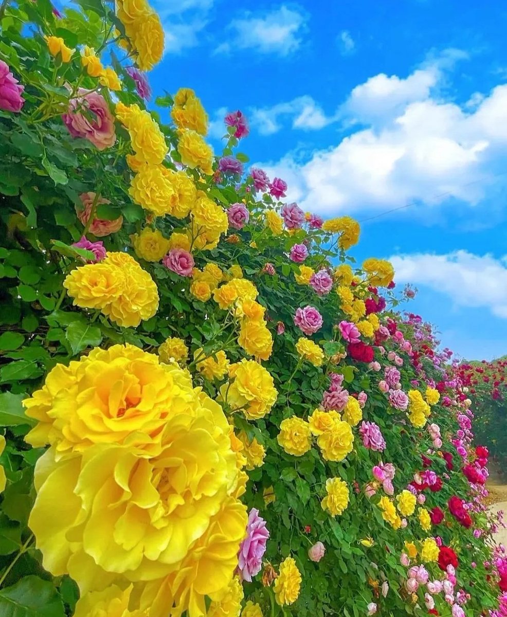 शुभबिहानी