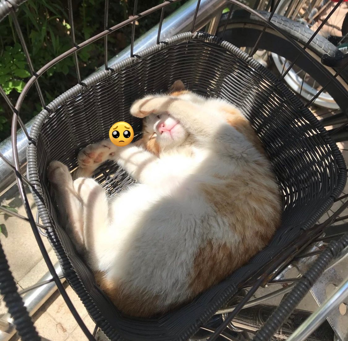 자전거 바구니에서 낮잠 자는 고양이

트친들한테만 무료공개하니까 이 트윗 보고 손해입지 마시길