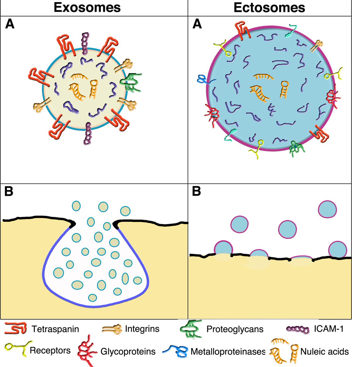 Extracellular Vesicles & Circulating Nucleic Acids (@vesiclesacids) on Twitter photo 📝Title: Four distinct #cytoplasmic structures generate and release specific vesicles, thus opening the way to #intercellular communication
👥Author: Gabriella Racchetti, Jacopo Meldolesi <a href="/MyUniSR/">Università Vita-Salute San Raffaele</a>
🔗oaepublish.com/articles/evcna…
Welcome to read this publication! #exosome 📝Title: Four distinct #cytoplasmic structures generate and release specific vesicles, thus opening the way to #intercellular communication
👥Author: Gabriella Racchetti, Jacopo Meldolesi <a href="/MyUniSR/">Università Vita-Salute San Raffaele</a>
🔗oaepublish.com/articles/evcna…
Welcome to read this publication! #exosome