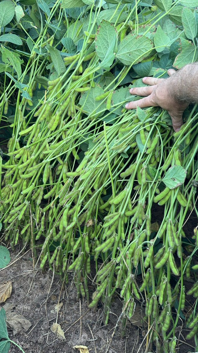 Idk if they’ll break 206 or not but they sure have the pod load potential. Stacking em up! Bout a month away from desiccation hopefully