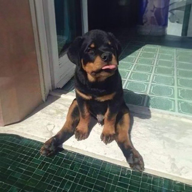 RoccoCTO's tweet photo. woof woof

my owner left me

can the community take care of me?

https://t.co/753bZarm5A

D1D3PL5SqEEUp2nL9jrmXLnZgGdfivTwo6jiLQXYpump https://t.co/pFA9wLini6