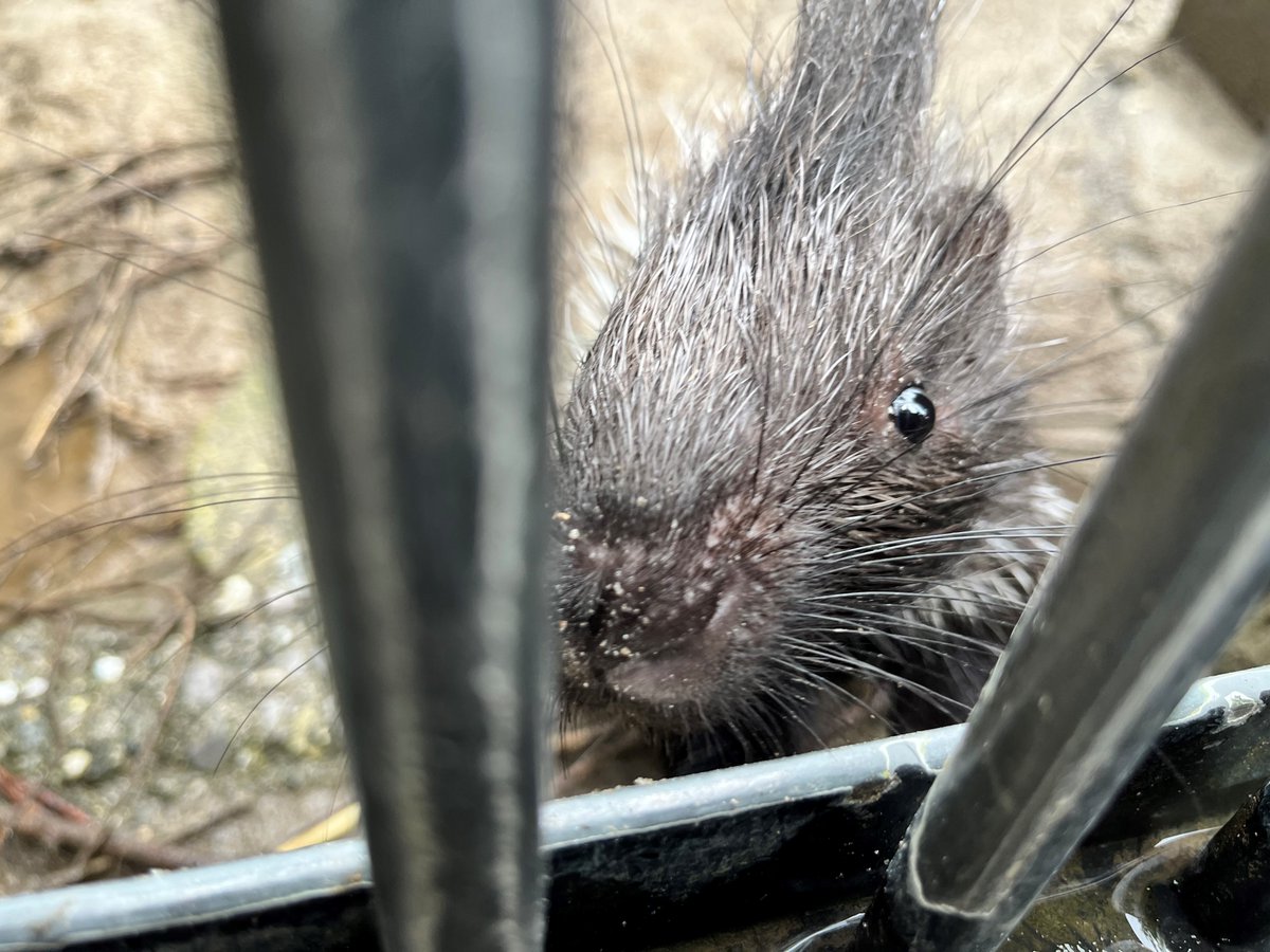 6/30からヤマアラシの子の展示を開始しました。 名前は「ハリボー」に決めました！これから展示をするにあたって寝室の中に入ってしまって見えないこともありますが、ハリボー含めヤマアラシを見ていただければ幸いです。  ＃平川動物公園 ＃マグマシティ ＃アフリカ ..., image size:1200x900