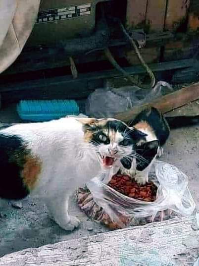 ulat_bulu_bulu's tweet photo. Terima kasih bagi makanan. Dah berambus sana! https://t.co/VlcYLqN5D6