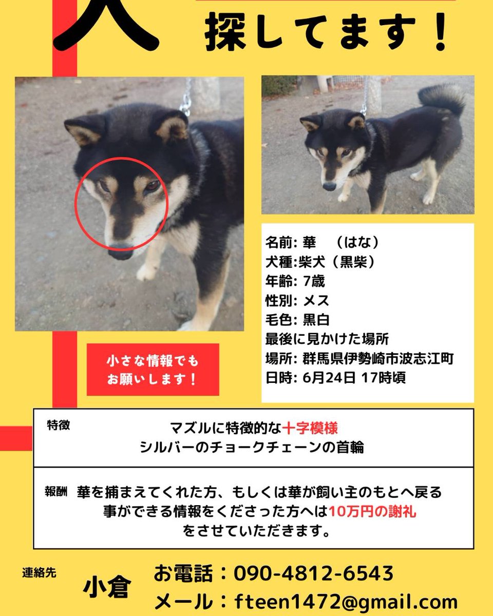 ogunma_soy's tweet image. いなくなった時の出来事
●インターホンが鳴り玄関に行ったら70代くらいの男性が「お宅の犬は噛むから檻に入れたほうがいい！」と。こちらは「うちの犬は噛まないし、その前に敷地に入らず犬に近寄らなければいいだけでは？」と

続く

#迷子犬
#犬を探しています
#迷い犬
#群馬
#伊勢崎
#柴犬
#ペット