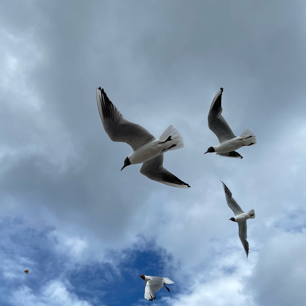 acheache's tweet image. Пока-пока, #Зеленоградск! В)