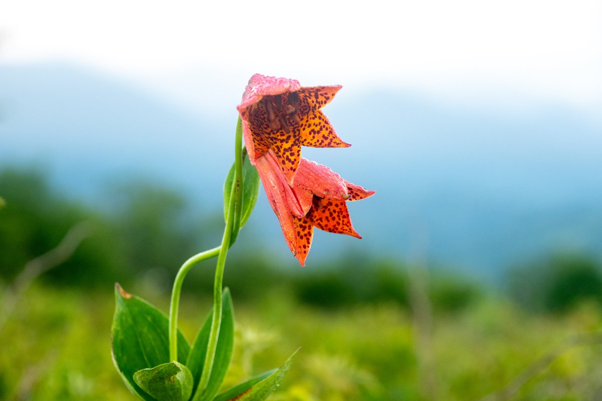 Chaney Swiney tweet media