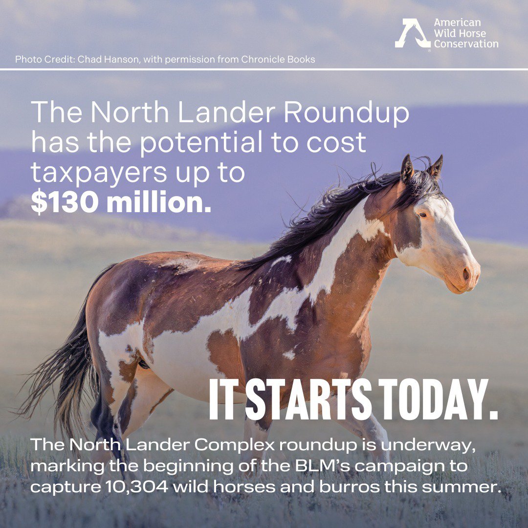 FreeWildHorses's tweet photo. STARTING TODAY the Bureau of Land Management (BLM) begins its summer roundup campaign.

Wyoming's North Lander herds are first on its list. Today through Aug. 14, the BLM targets ❗ 2,766 of the 2,800 mustangs ❗ that roam the North Lander Complex. https://t.co/XEPrD2pCJR