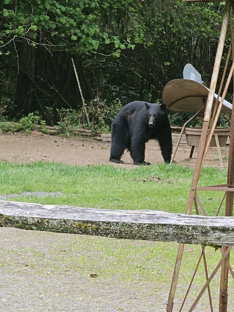 hallen6's tweet photo. From bears to wedding dress shopping https://t.co/n8AuTjK5qO