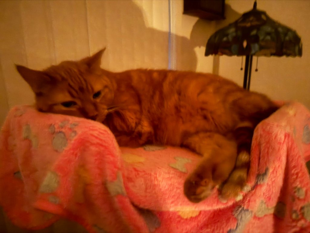 MsB0759's tweet image. Just the Lady &amp;amp; her baby brofur sitting by candle light in another power outage (2 hours so far 😡) on #canadaday2024 🇨🇦…it’s so dark outside &amp;amp; 🎇🎆almost done, much calmer than last nights display…but eerily dark outside…please power come back on 🙏 #CatsOfTwitter #nopower