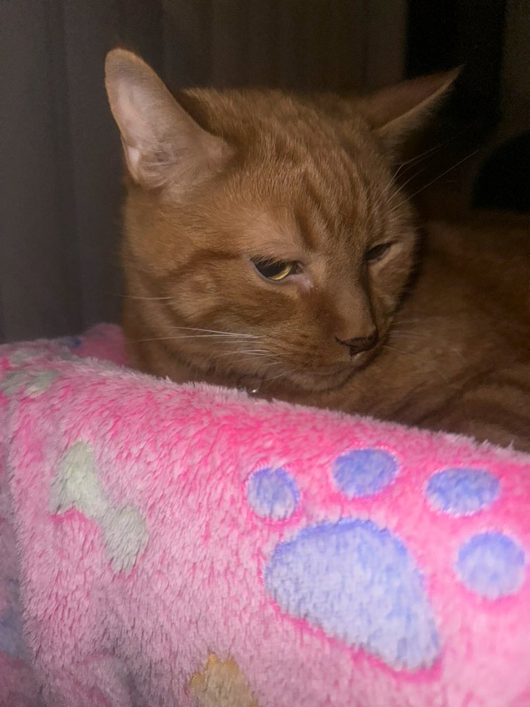 MsB0759's tweet image. Just the Lady &amp;amp; her baby brofur sitting by candle light in another power outage (2 hours so far 😡) on #canadaday2024 🇨🇦…it’s so dark outside &amp;amp; 🎇🎆almost done, much calmer than last nights display…but eerily dark outside…please power come back on 🙏 #CatsOfTwitter #nopower