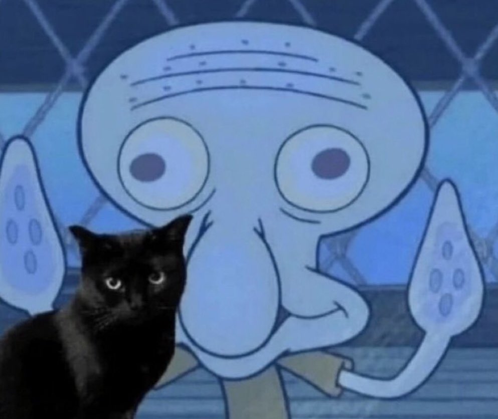 gatinarios's tweet image. eu quando vejo um gatinho