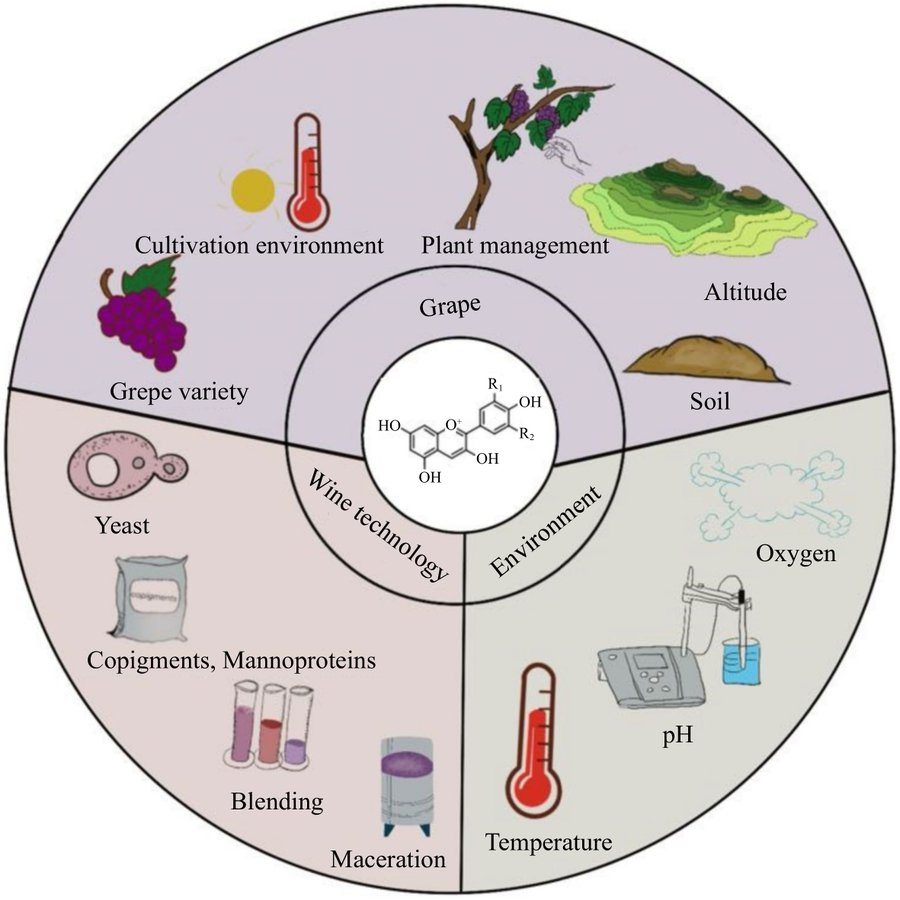 MaximumAcademic's tweet photo. #FIA  

🍇Color myth decoded: Understanding anthocyanins' role &amp; enological techniques for stabilizing red wine color during aging.

@FoodAdvance1 #FoodScience #WineScience #ColorStability

Details: https://t.co/4TegCNQjaQ https://t.co/GBp4f9jJ1O