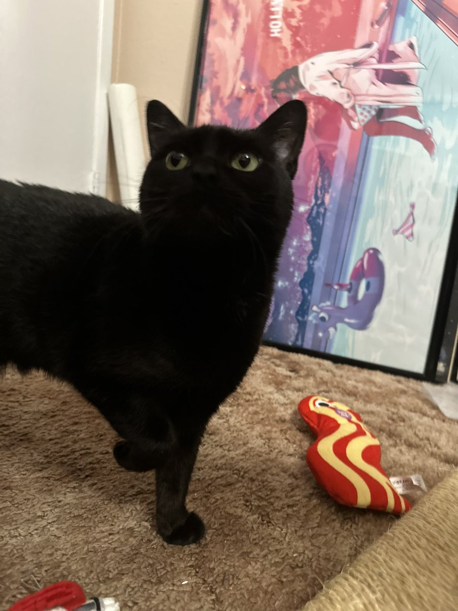 truthabtfishes's tweet photo. here’s some of my favorite pictures of radio. we had to say goodbye to her today. i don’t know what to do now that she’s gone. https://t.co/Ue7HDIl55n