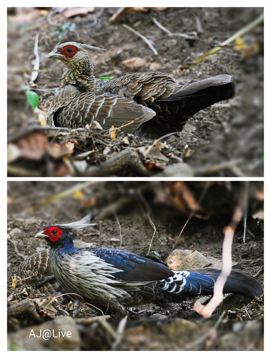archanajhadj's tweet image. Who cannot fall in love with them 🥰❤️ I always 😘 #KalijPheasant #birdwatching #BirdsUp #BirdsOfTwitter #BBCWildlifePOTD  #NaturePhotography #natgeoindia  #IndiAves #BirdsSeenIn2024 #ThePhotoHour #TwitterNatureCommunity #nikonphotography