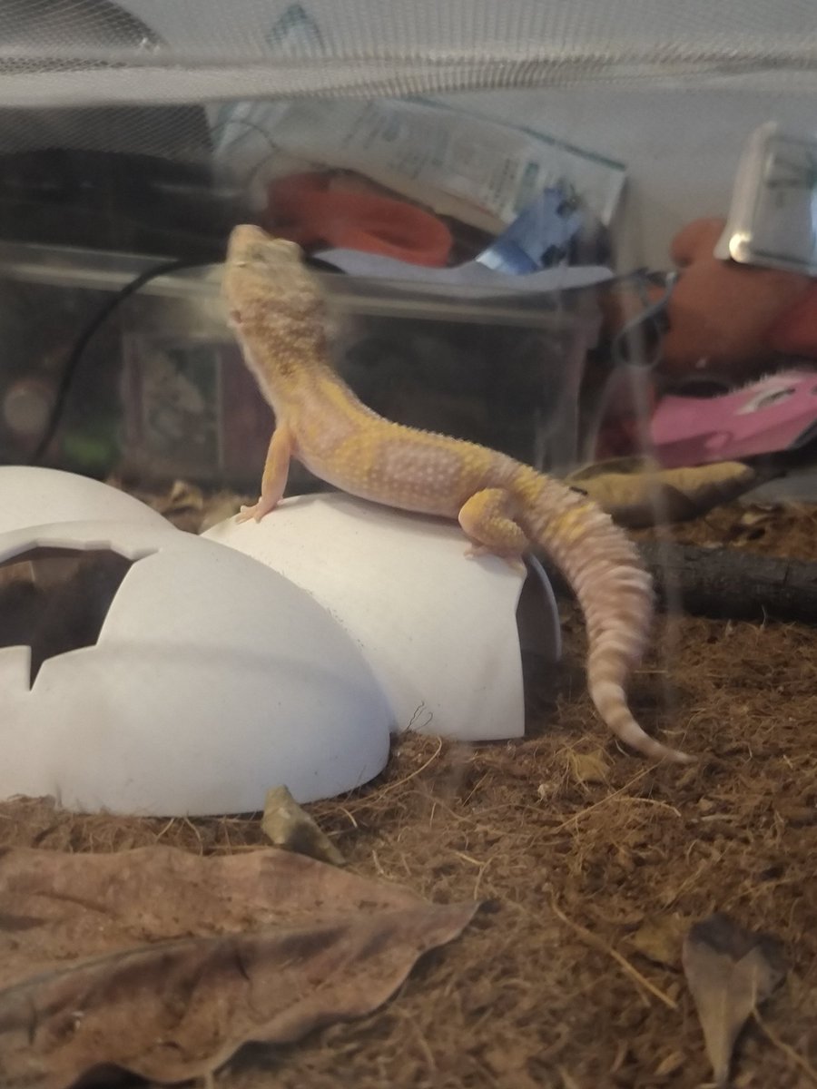Crabstercrabby's tweet photo. Goodnight/morning osc
#objectshowcommity https://t.co/VmxSmvaPZf