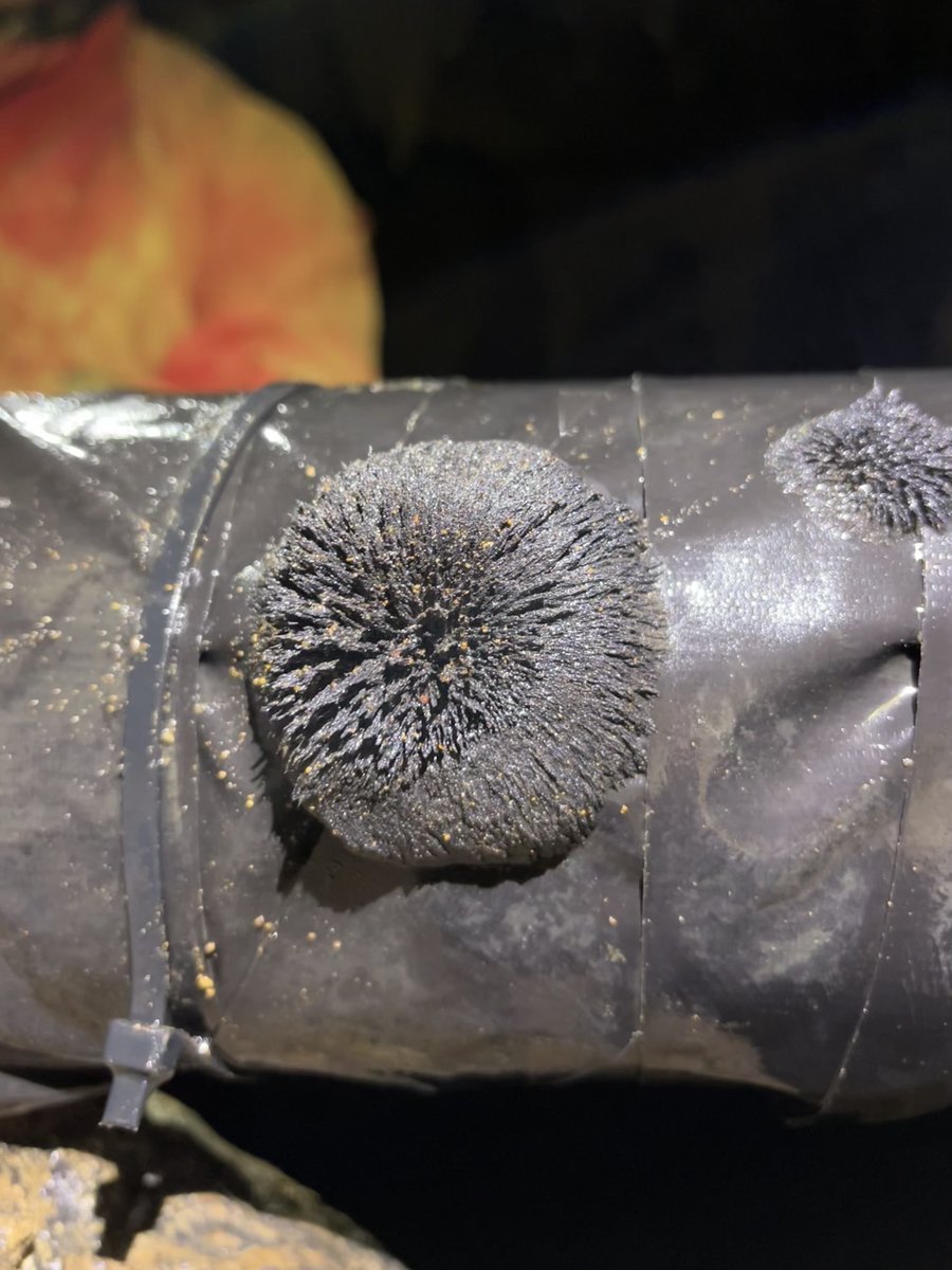 Adam Hartland 🔋⚡️ tweet media