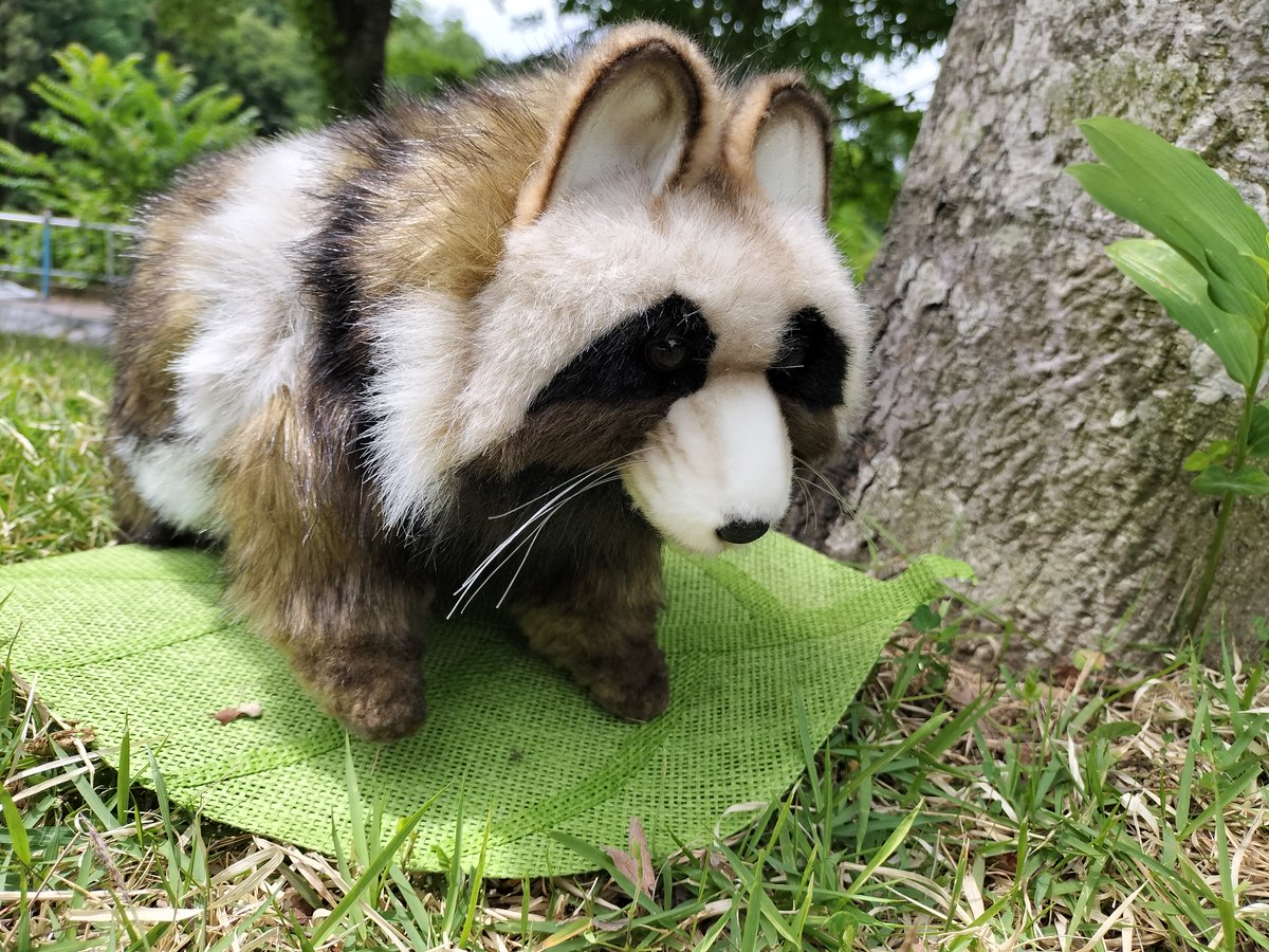 タヌキのリアルでかわいいぬいぐるみって、あまり見ないですよね