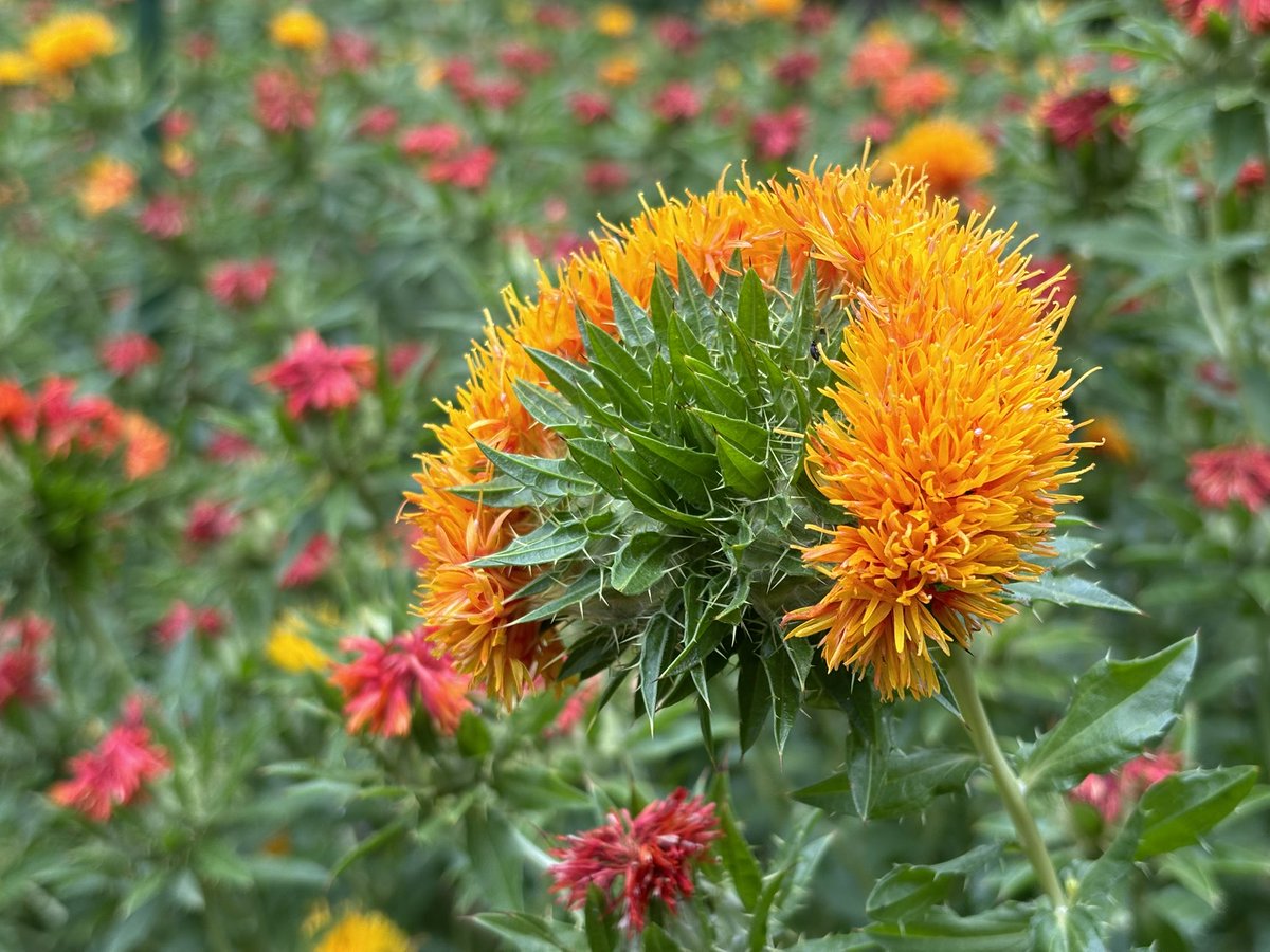 galileo3432's tweet photo. なんか凄い咲き方する紅花が現れた…笑
#紅花
#ベニバナ
#FoPD #PlantDay https://t.co/Jg1thAFfMR