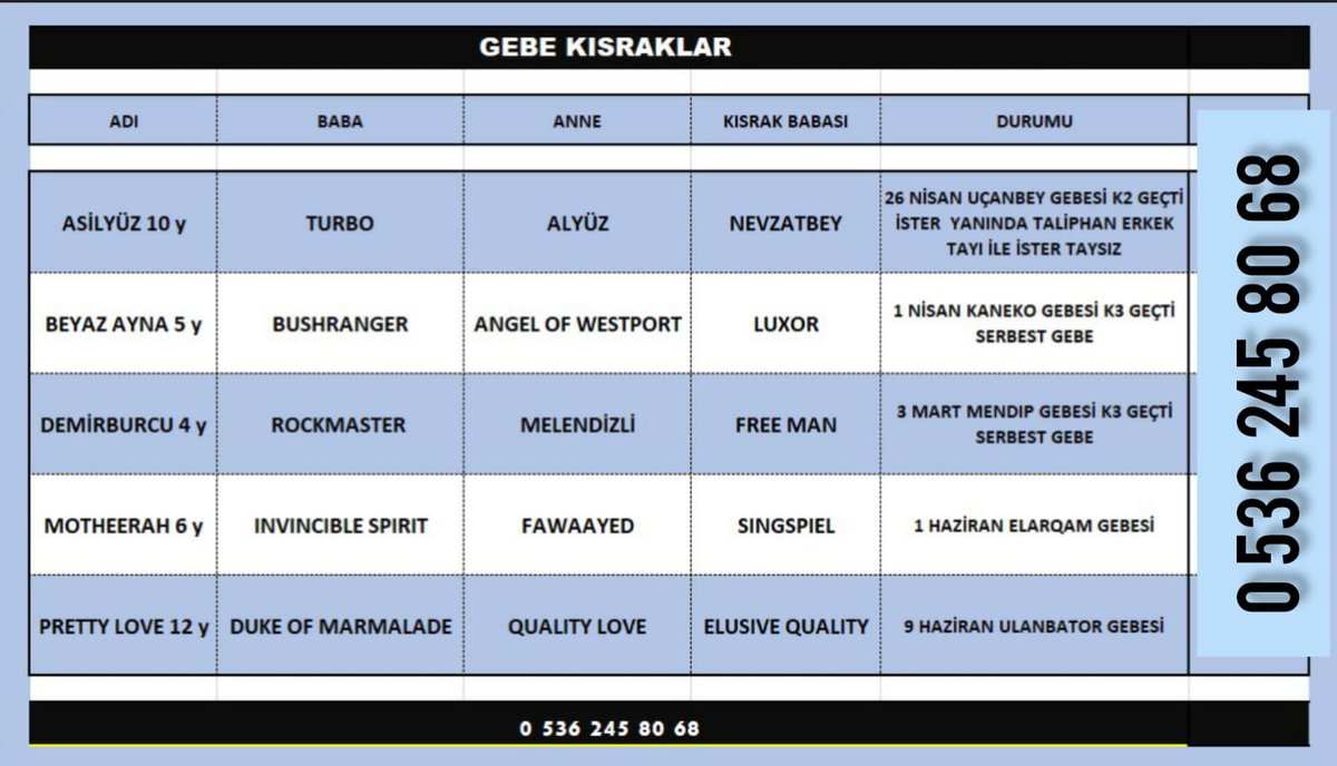 MetinMfg's tweet photo. Harika eşleşmeler,Gebe, taylı,taysız Elit kısraklara var mı talip #Uçanbey, #taliphan,#Mendip,#ElArqam,#Ulanbator, #varmitalip #İdmanda #KoşanAtlar #TercihliKısraklar #GebeKısraklar #ArapTaylar #İngilizTaylar #Yearling #ArabianHorses #Stallion 05362458068 @varmitalip @AtcilikKtp @TahminciAga @Berktwo @01goko @_ismailkurtoglu @GkhanYILDIZ10 @yunus_koku1 @inan7602 @cantinazhakan @IsgorenNaim