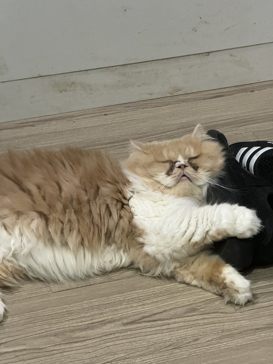 widyokov's tweet photo. @kochengfs Hobi tidurnya aneh sukanya tidur dideket sendal/sepatuku https://t.co/KRjlDhoOn3