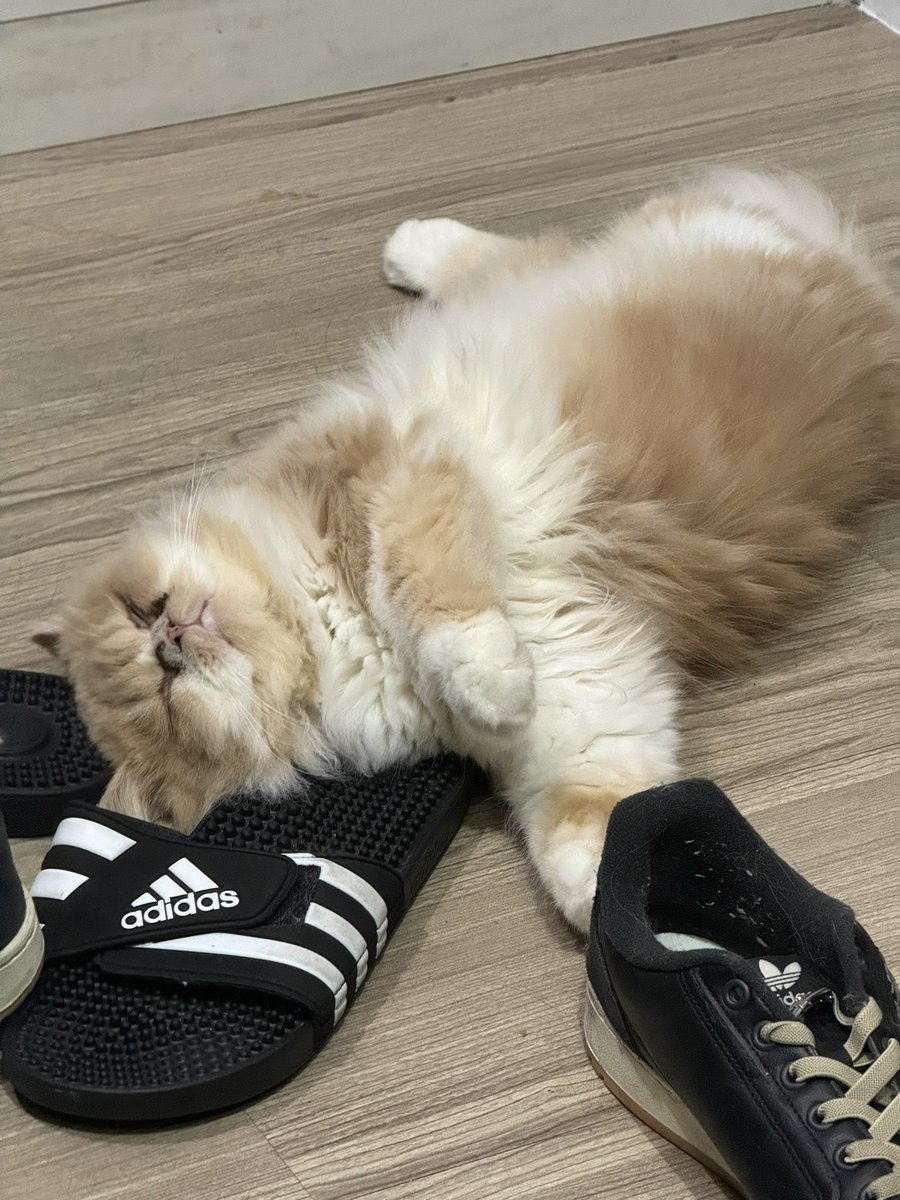 widyokov's tweet photo. @kochengfs Hobi tidurnya aneh sukanya tidur dideket sendal/sepatuku https://t.co/KRjlDhoOn3