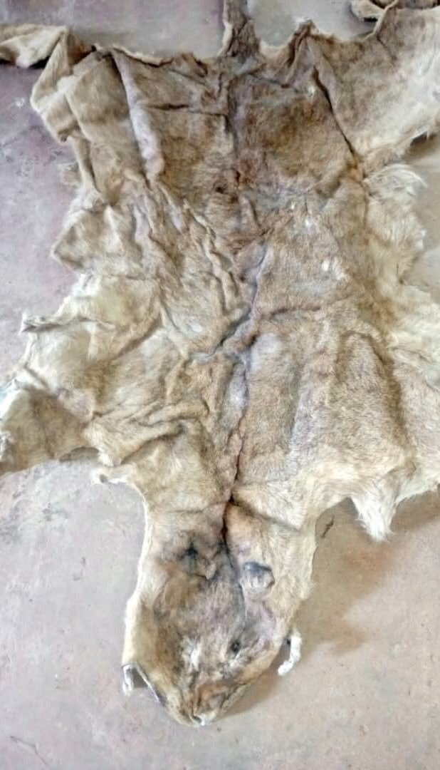 eagle_enforce's tweet photo. EAGLE Uganda - a trafficker arrested with 3 lion skins! 
This is a mere snapshot of an ongoing regular lion skins trafficking of this ring. 
Lion numbers in Uganda are plummeting estimated to have only 200-300 remain in the whole country. 

#eagleuganda 
#lionrecovery https://t.co/CFcVAo3yX4