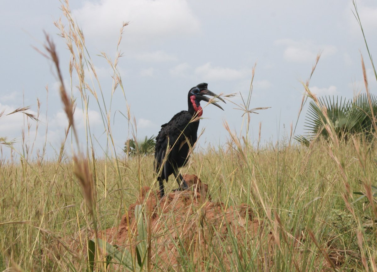 The young southern Ground Hornbill. one of the envious and aggressive bird and will other birds nests just to show its the boss around. Enjoy your day☕️😜