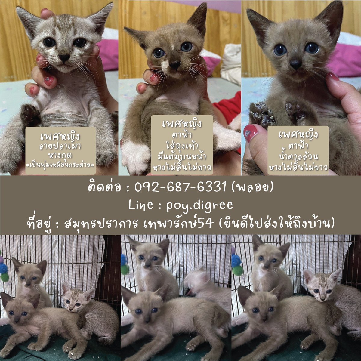 CatsterClub's tweet photo. 🏠หาบ้านให้น้องแมว🏠
ฟรี ไม่มีค่าใช้จ่าย
เพศหญิงทุกตัว อายุ 1 เดือนกว่า(เท่ากันทุกตัว)
พิกัด สมุทรปราการ เทพารักษ์54
https://t.co/qmwJgqls7E
ทัก Inbox หรือรายละเอียดตามรูปได้เลยค่ะ
ขอคัดบ้าน/ยินดีไปส่งให้ถึงบ้านค่ะ
#AdoptDontShop #CatForAdoption #NoAdoptionFee
ใครสนใจรับดูแลติดต่อหาเจ้าของได้เลยนะคะ หรือ ช่วยกันรีกระจายข่าวก็ได้ค่า มาช่วยกันหาบ้านอันอบอุ่นให้น้องกันนะคะ