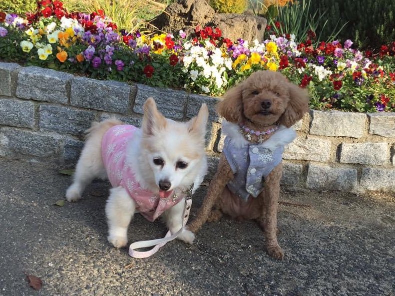 yuna_chil's tweet image. 大好きだった宝物❤️
くるみとデル🐕🐩
カメラとママが大好きっ子達でした
くるみ19歳と５日、デル17歳と1ヶ月で🌈へ
七夕の願い、2人にまた会えますように✨✨