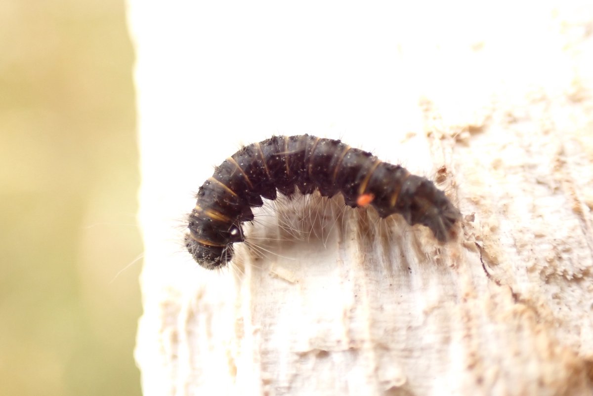 carolyn hargest (@carolynhargest) on Twitter photo Some caterpillar ID help needed please. Saw this small hairy,preumed instar at Kilmagad Wood , Scotlandwell , Perth on Saturday 29 June <a href="/rlewington2/">Richard Lewington</a> <a href="/BC_WestMids/">West Midlands Butterfly Conservation</a> Some caterpillar ID help needed please. Saw this small hairy,preumed instar at Kilmagad Wood , Scotlandwell , Perth on Saturday 29 June <a href="/rlewington2/">Richard Lewington</a> <a href="/BC_WestMids/">West Midlands Butterfly Conservation</a>