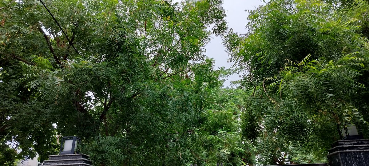 ertushar's tweet photo. @noida_authority could you please help us shredding the overgrown trees around my home.  WP-255, Wajidpur, 5% Plot Sector 130 https://t.co/RQ0E4TzefT