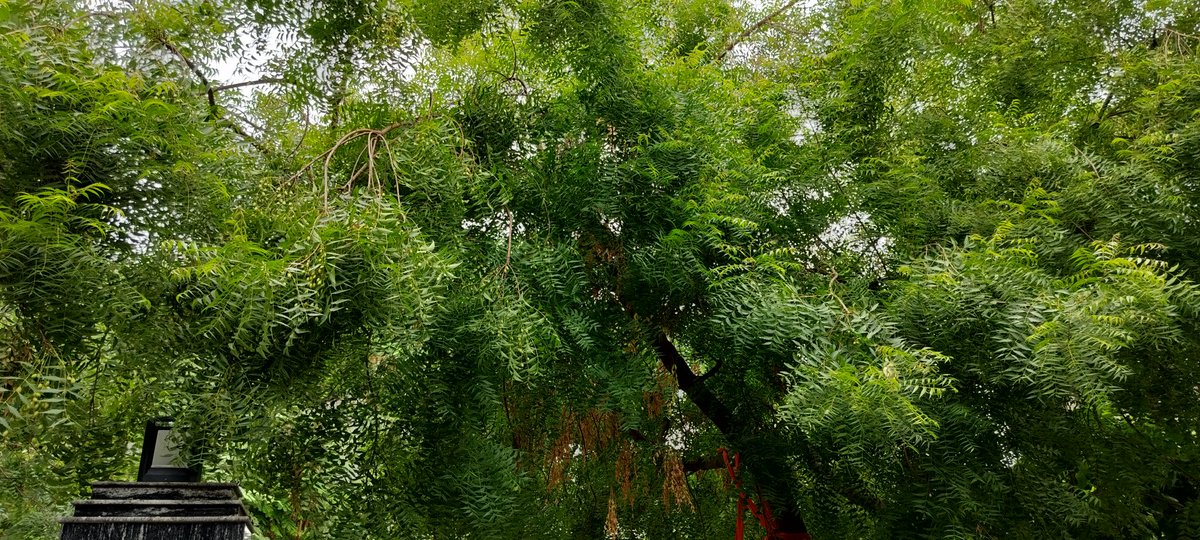 ertushar's tweet photo. @noida_authority could you please help us shredding the overgrown trees around my home.  WP-255, Wajidpur, 5% Plot Sector 130 https://t.co/RQ0E4TzefT