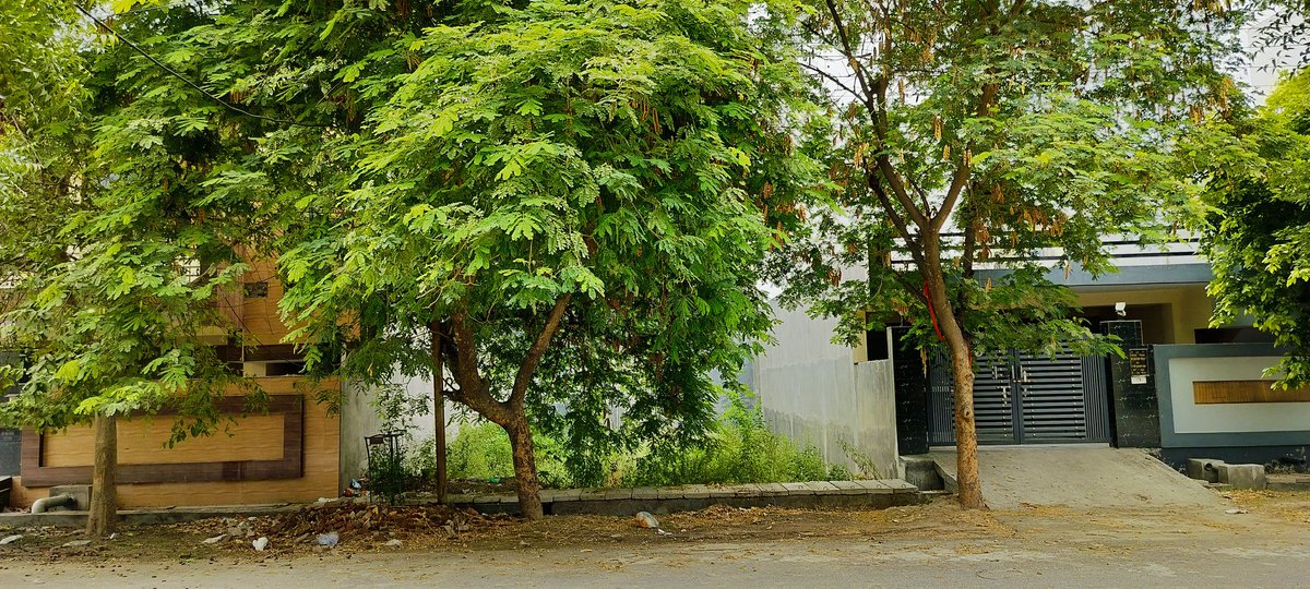 ertushar's tweet photo. @noida_authority could you please help us shredding the overgrown trees around my home.  WP-255, Wajidpur, 5% Plot Sector 130 https://t.co/RQ0E4TzefT