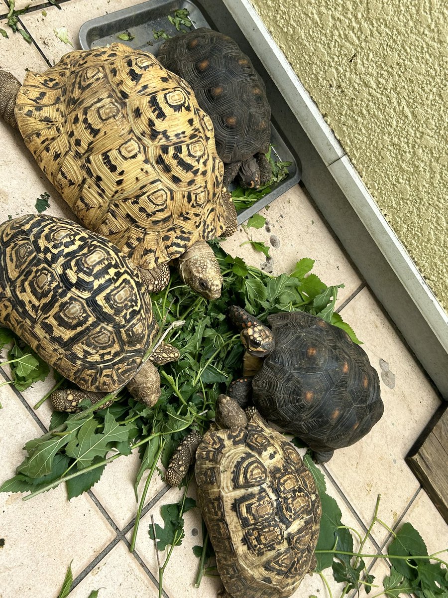 emo5ch's tweet photo. 桑の葉サラダバ��大人気🥰
近所の人に桑の木植えたら凄いことになるよー⁉️😱って心配されてるけど💦この子達のためだから良いんだと言い張る次男💦亀愛強め🤣 https://t.co/Dwd93pguPy