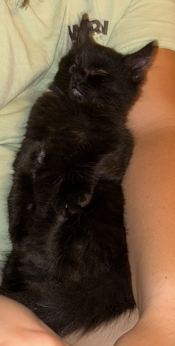 MariaElizaBEE's tweet photo. Pls why is he laying like taxidermy💀💀💀 https://t.co/bQHTXpjdvG