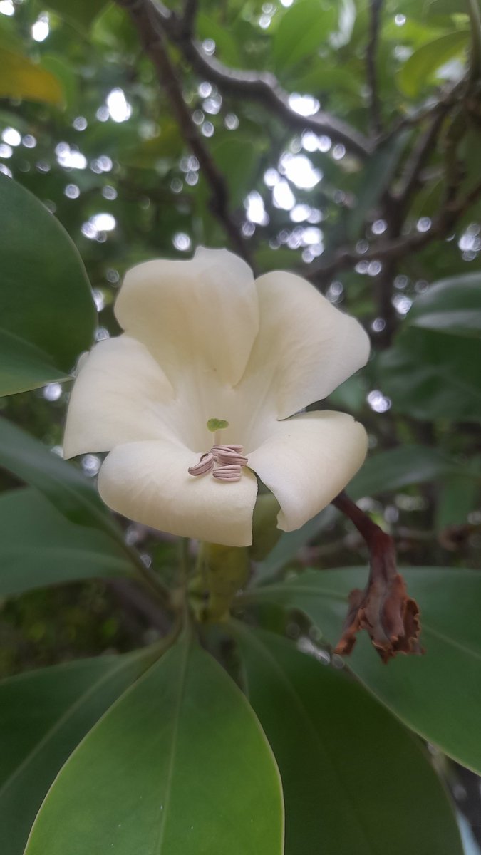 siriananpape's tweet photo. Fagraea berteroana
Hello, Happy Pink Tuesday. The atmosphere is good as well.
#photography #Tuesday #latetime https://t.co/HH2piWi0b6
