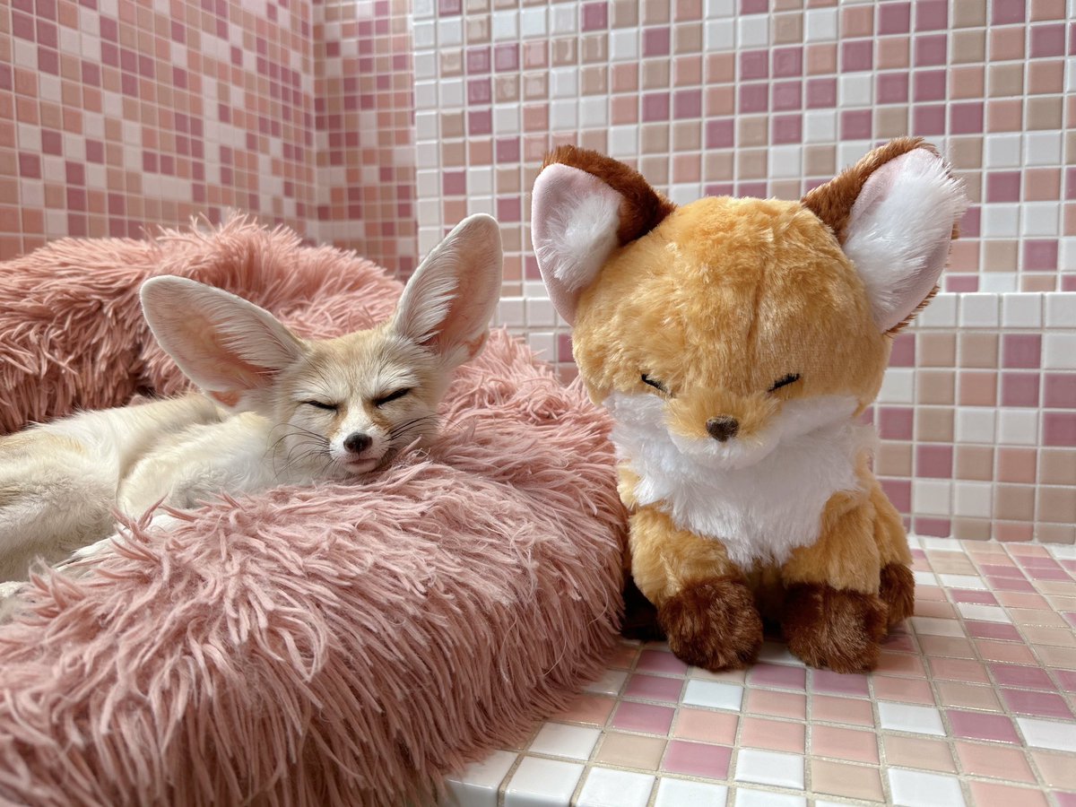 人気のキツネさんぬいぐるみ🦊再入荷しました❣️ どう？サナくん