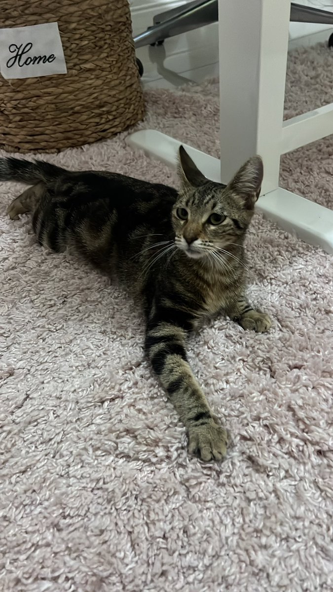 dafg999's tweet photo. Necesitamos casa para esta gatita 🙏🏻🩷 
Debe tener unos 6 meses o menos 
Es súper dulce 
Se entrega castrada y vacunada https://t.co/5XNRnTJ6Uw