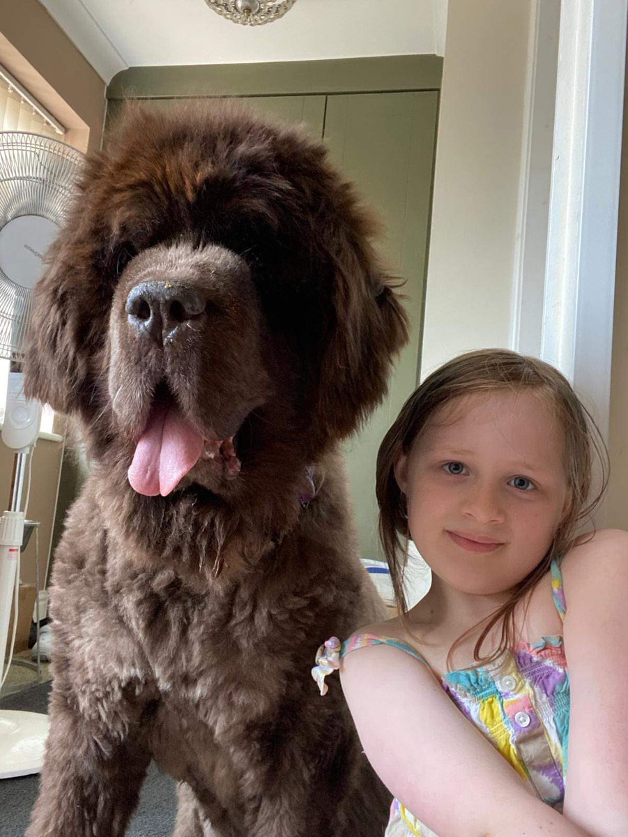Montydogge's tweet photo. It’s #tongueouttuesday and it’s Cookie’s favourite day of the week. #CookieBear #bff https://t.co/qXS9MJcBhd