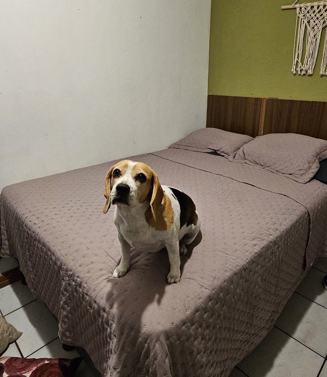 JoseJavierHGC's tweet photo. *compro una cama* 
La que la estrena: https://t.co/JnvsmOyYz8