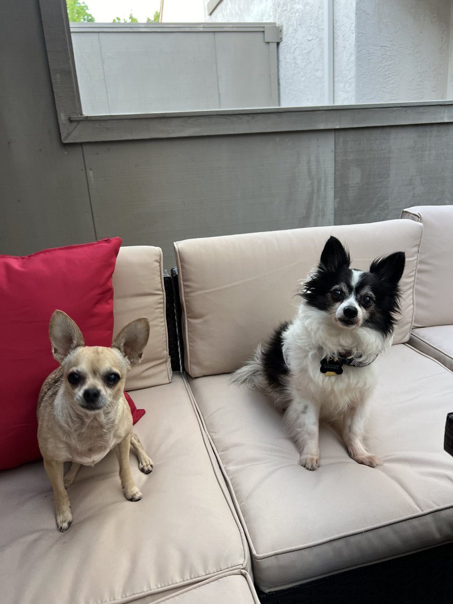 dailymousepics's tweet photo. mouse meets an organic chihuahua https://t.co/NxqsVUTA1S