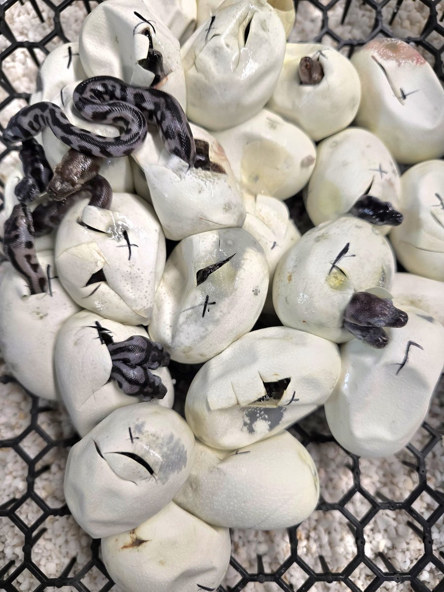 CarpetSP777's tweet image. 今季は双子がいっぱいいてます♥
#カーペットパイソン
#CarpetPython