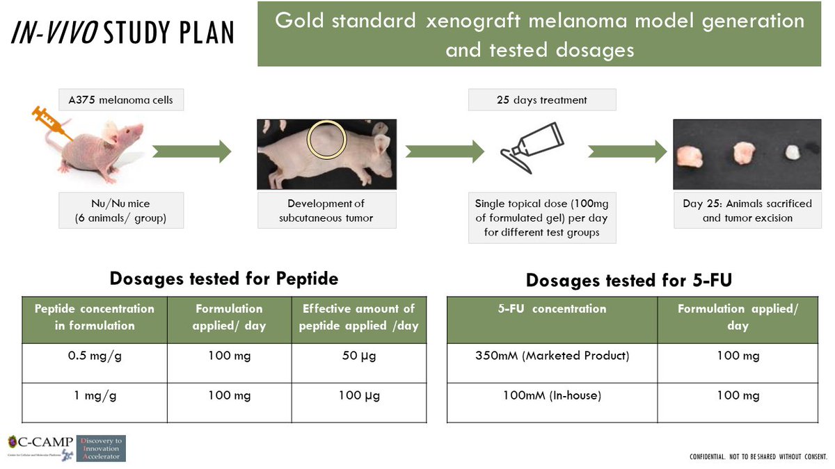 CCAMP_India's tweet photo. #TechForLicensing A Novel Topical Formulation for treating Pre-cancerous Lesions/Early-stage Skin Cancer in invasive squamous cell carcinoma or SCC, the second most common type of skin cancer, with an estimated 1.8 million cases diagnosed each year worldwide
Problem - SCCs start off as premalignant lesions called Actinic Keratoses (AKs). Global prevalence rate of AK stands at 14% affecting more than 40 million Americans each year. The most used line of treatment for AK is topical application of 5-fluorouracil (5-FU). 5-FU is highly toxic and has serious side effects like erythema or severe redness, pruritus or severe itchiness, crusting and pain.
Solution - A novel topical formulation has been developed and successfully tested by C-CAMP’s Discovery-to-Innovation Accelerator (DIA) program in collaboration with @DBT_CDFD, Hyderabad on xenograft melanoma mice showing significant tumor growth reduction with no toxicity in preliminary in vivo models.
Key properties: This formulation comprises a novel component used alone or combined with 5-FU. The molecule shows potent immunomodulatory and anti-inflammatory activity and significantly improved efficacy over 5-FU alone in vivo.
We are inviting licensing interests. To know more, please reach out to the C-CAMP Office of Technology Transfer (#OTT):
📧 ott@ccamp.res.in 📞080 6718 5322
@Taslimarif @BIRAC_2012 @PrinSciAdvOff
@DBTIndia @kris_sg @abbvie @abcuro @eurofarma @AcrotechBio @ImmuneOnc @cgoncology
