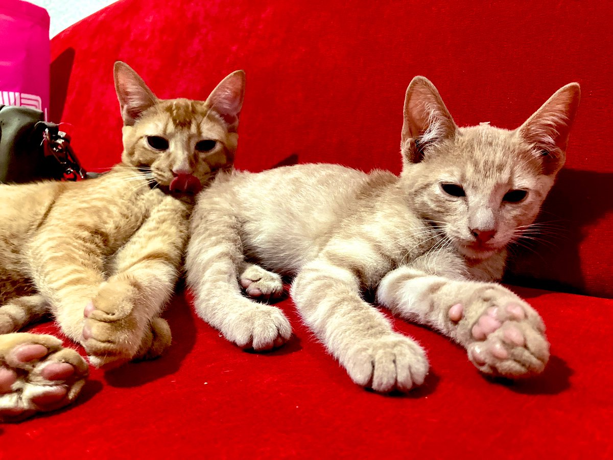 Valcuchec's tweet photo. Agradecida por la compañía de mis gatos pintores 🫰🏻🧡 Dalí y Picasso 🎨 #Gatos #Gatonaranja 🐈 https://t.co/zUhXH8dlHm