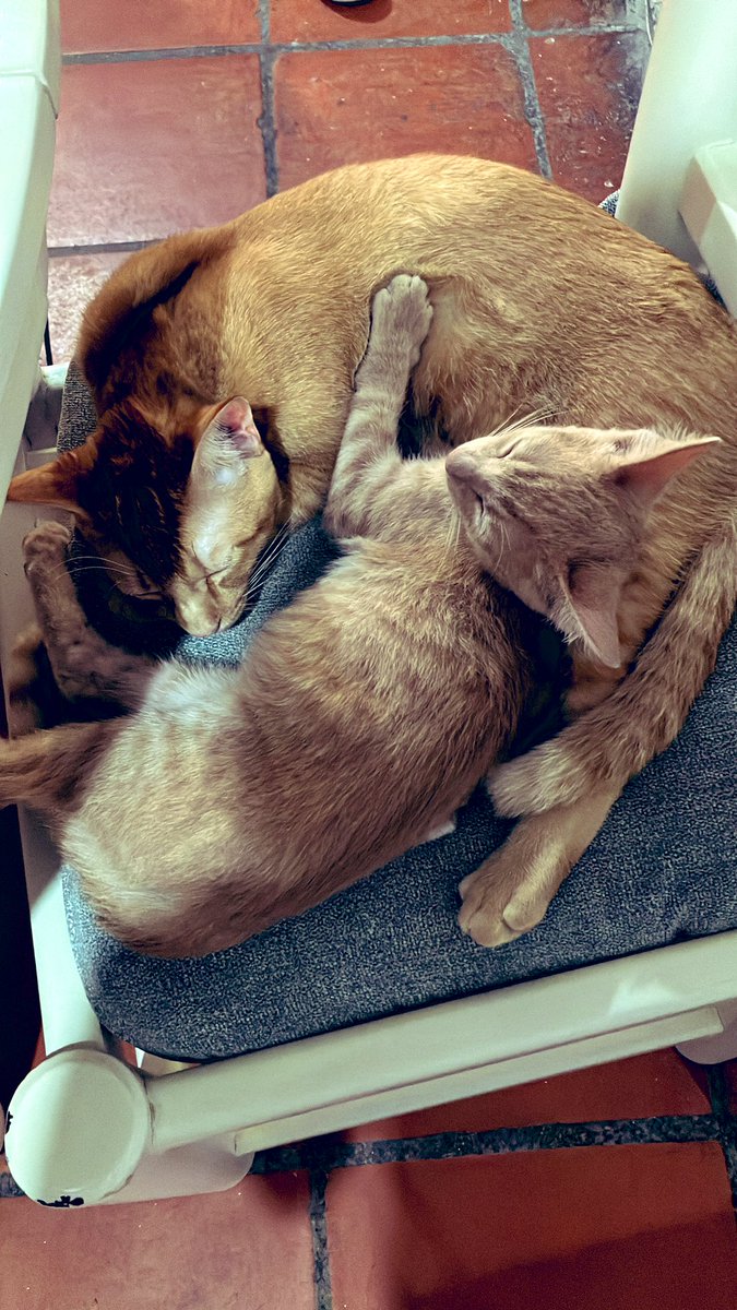 Valcuchec's tweet photo. Agradecida por la compañía de mis gatos pintores 🫰🏻🧡 Dalí y Picasso 🎨 #Gatos #Gatonaranja 🐈 https://t.co/zUhXH8dlHm